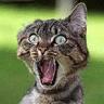 comique chat