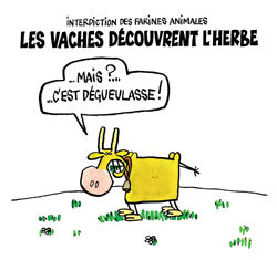 voici une vache qui aime pas l'herbe