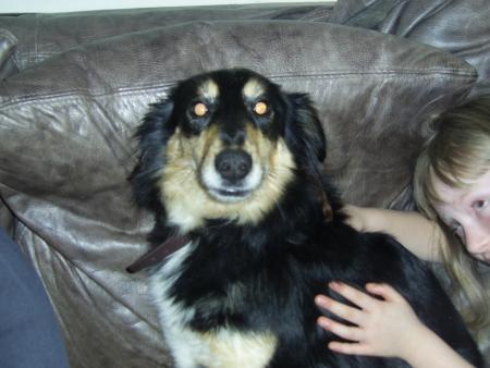 voici  mon chien
