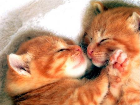 bisous chat