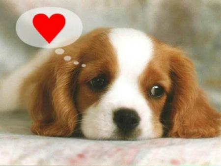 chien d'amour