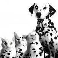 dalmatiens